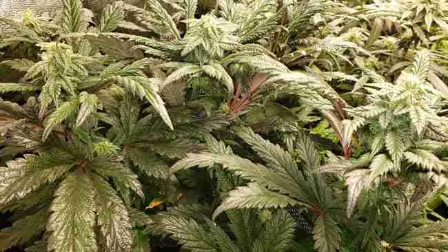 An earthy smelling cannabis plants in late flowering