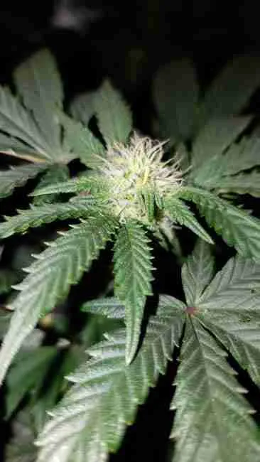 A very smelly cannabis plant in flowering