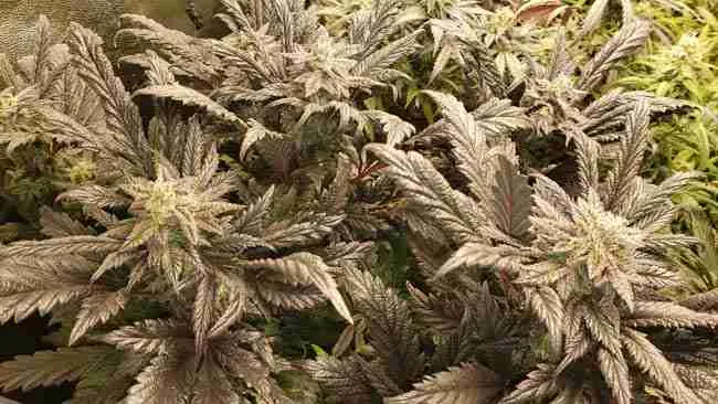 flowering cannabis plants with different smells