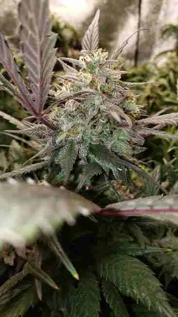 A high smelling cannabis plant in flowering