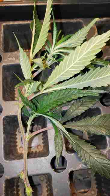 A selected cutting from a mother cannabis plant ready for cloning
