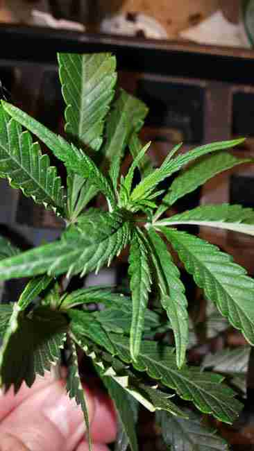 Cannabis branch ready to be placed in the water for cloning