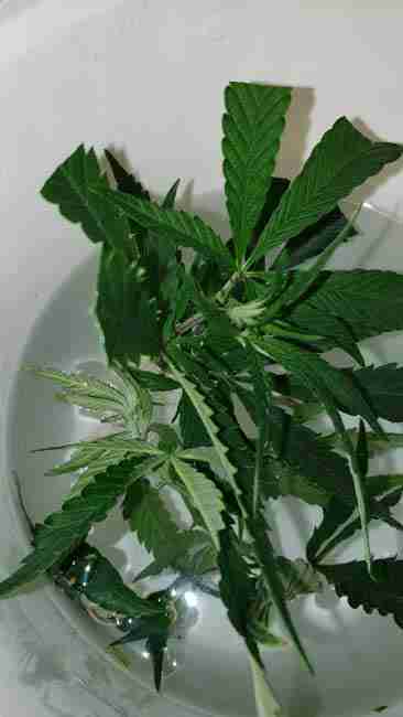 A cannabis cutting ready to start rooting in a water dish