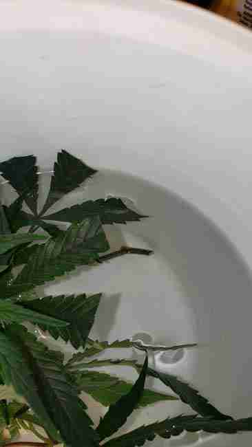 Showing the cannabis stem underwater ready to start rooting