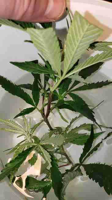 Rooted cannabis plant in a water dish, and is now ready to plant