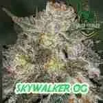 Skywalker OG Cannabis Seeds