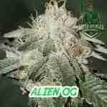 Alien OG Cannabis Seeds