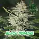 Black Domina Cannabis Seeds