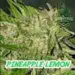 Pineapple Lemon Cannabis Seeds