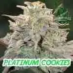 Platinum cookies cannabis seeds