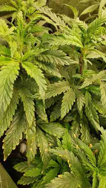A leafy cannabis canopy in a tent