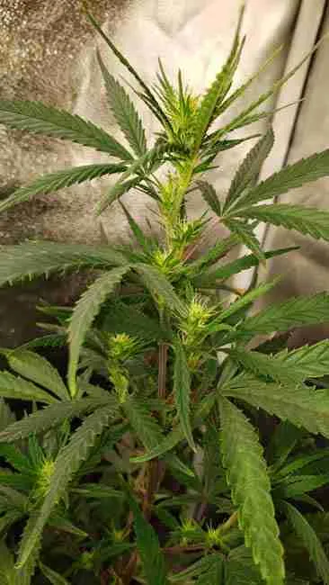 A stretching cannabis plant with early flowers