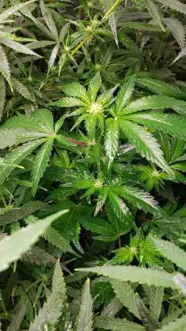 Cannabis tops with the first white pistils