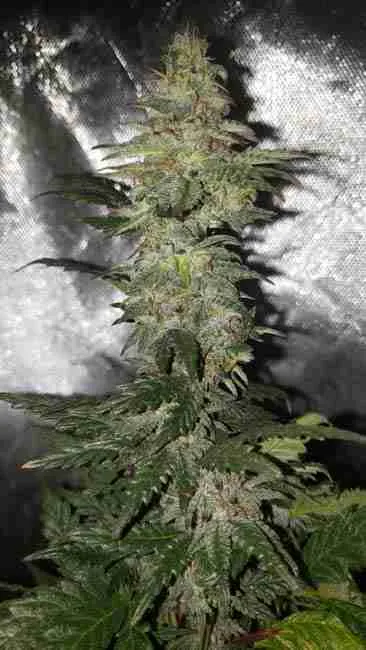 A ripe cannabis cola against a tent wall