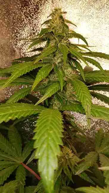 A flowering cannabis cola under a lamp