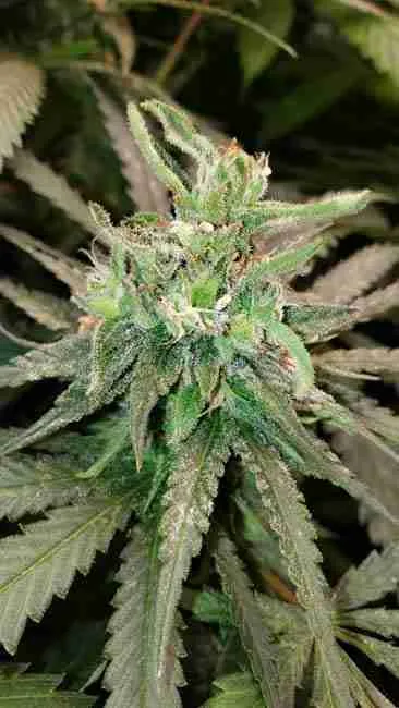 A cannabis bud forming in mid flower