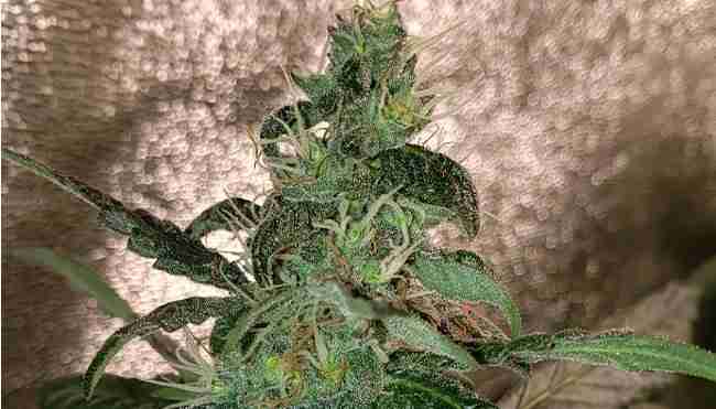 A female cannabis plant for breeding future generations of cannabis