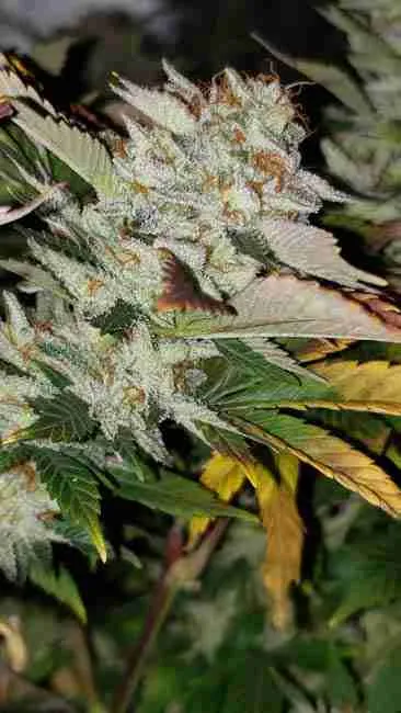 A flowering cannabis plant full of powerful terpenes