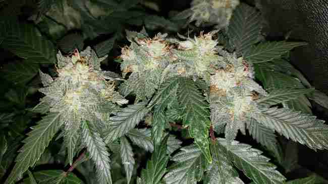 A cannabis plant giving off strong terpene profiles in flowering.