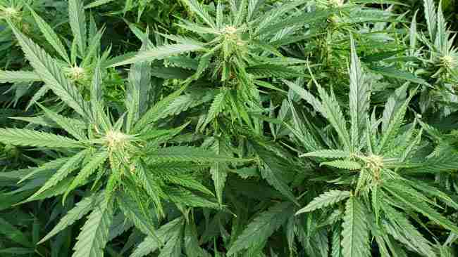 A flowering cannabis plant showing early development of cannabis terpenes
