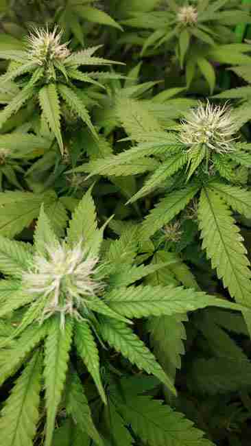 Several cannabis plants flowering together in one garden