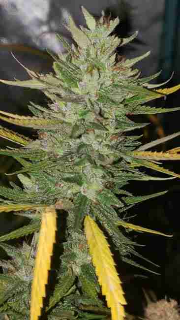 A stretched cannabis cola with yellow fan leaves