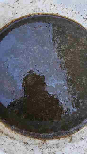 A dark bucket of compost tea before it is diluted