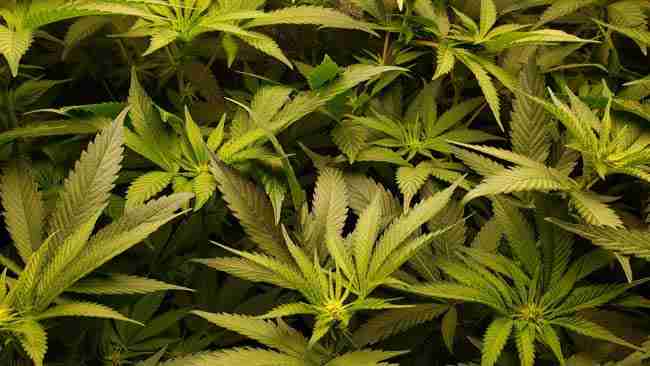 Early flowering cannabis plants