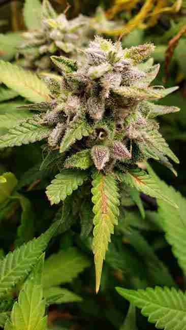 Cannabis plant breed for Stability and Variety full of cannabis seeds