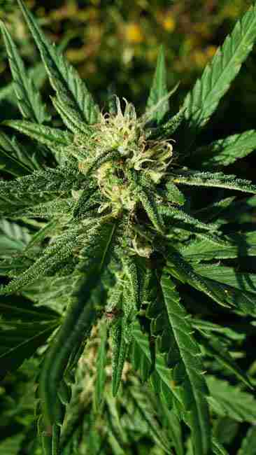 Flowering cannabis breeding outdoors for resistance to pest and diseases