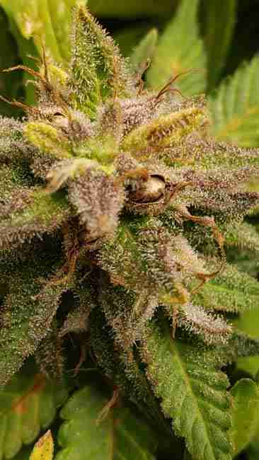 a cannabis seed in a flowering pod breed for changing environments