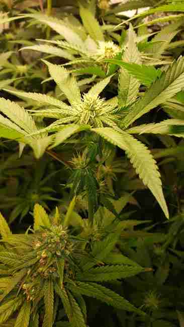 Male and Female cannabis plants used for breeding cannnabis