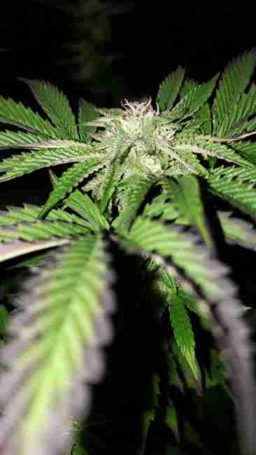 Flowering outdoor cannabis breed from quality cannabis seed genetics