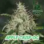 A product image of Apple Crisp OG Cannabis Seeds