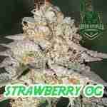 Product Image for Strawberry OG cannabis seeds from Green Avenger Seeds