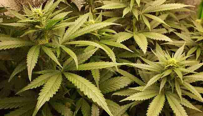 A cannabis plant starting to flower for breeding