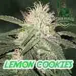 Lemon Cookies Cannabis Seeds from Green Avenger Seeds Company