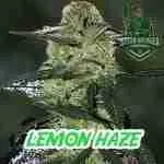 A product image of Lemon Haze cannabis flowering get seeds at Green Avenger Seeds