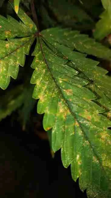 Close-up of a cannabis leaf showing speckled yellow and brown spots, indicating potential pest infestation, such as spider mites, or signs of a nutrient deficiency.