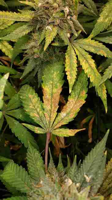 A Cannabis Plant suffering from a Phosphorus Deficiency hurting yield