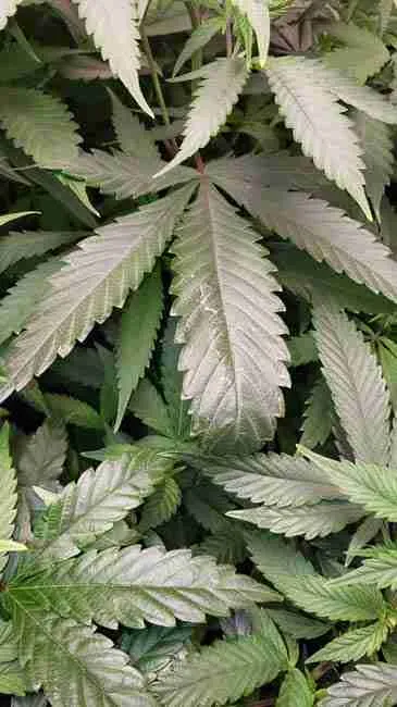 A broad leaf cannabis plant showing the very large size of the leaves