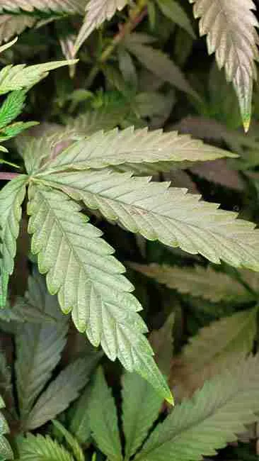 A narrow leafed cannabis strain growing in the hot sun