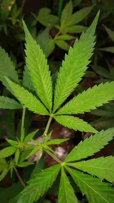 A broad leaf next to a narrow cannabis leaf