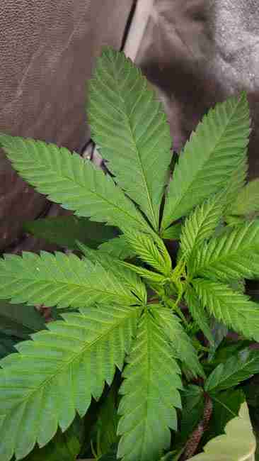 A broad leaf cannabis plant growing in a tent under a grow light