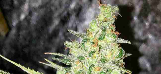 Top of a healthy flowering cannabis plant with no Cannabis Yield Deficiencies