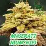 Maserati Munches Cannabis Seeds Product Image