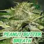 Peanut Butter Breath Cannabis Seeds Product Image
