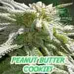 Product image for Peanut Butter Cookies Cannabis Seeds