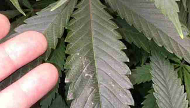 A human hand next to a very large cannabis leaf