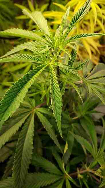 Healthy cannabis plant with vibrant green leaves in a vegetative state, ready for cutting and propagation in a well-lit indoor grow environment.